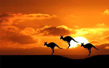 Kanguroos at sunset - kanguroo, animal, cloud, jump, sun