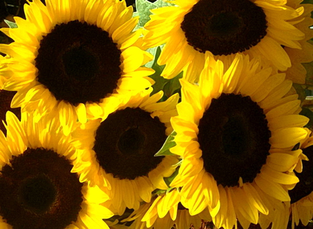 Flowers of the sun - yellow, petals, sunny, flowers, black