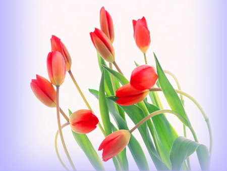 Blowing - red, tulips, wind, flowers, blue, green