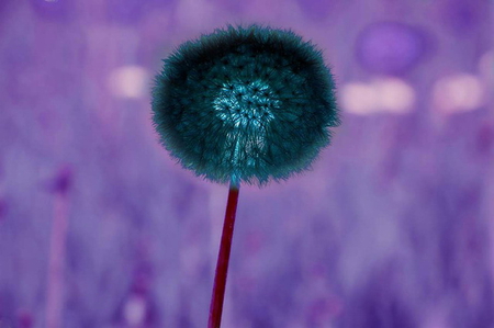 DANDELION - purple, pretty, blue, flower