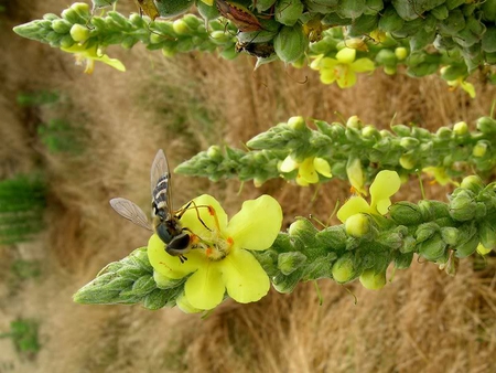 Yellow Flower with Bee - flower, beach, bee, nature, insect