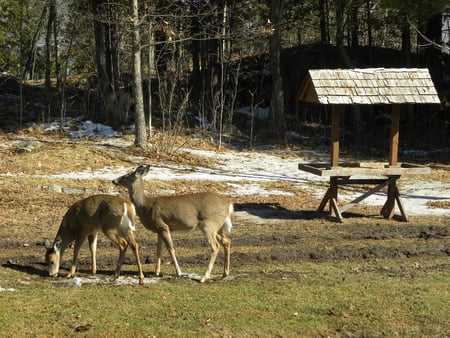 Beautiful&Graceful 2 - nature, animals, deer, beautiful