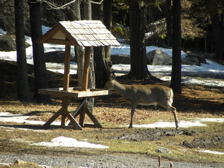 Beautiful&Graceful 4 - graceful, animals, deer, beautiful