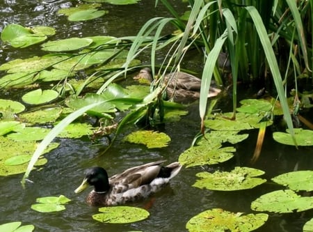 Mr and Mrs Mallard - nature, duck, lake, sun, animals