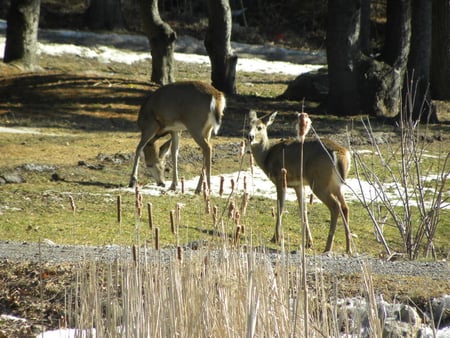 Beautiful&Graceful 5 - beauty, graceful, animals, deer