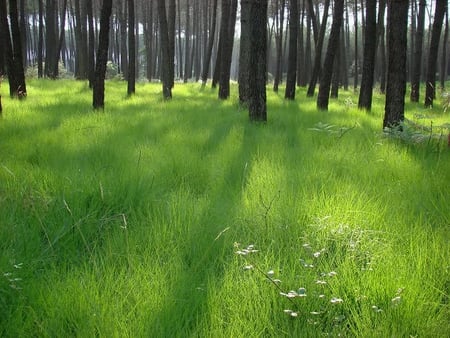 Forest of Flowing Grass - forest, nature, sun, grass