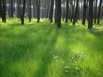 Forest of Flowing Grass