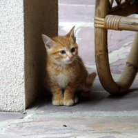 Little Kitty