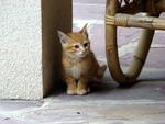 Little Kitty