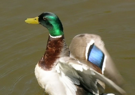 Male Mallard - animal, nature, duck, lake