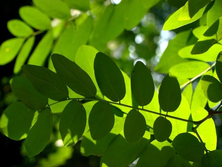 Warm Leaves - nature, green, forest, light, shadow, sun, sky, leaves