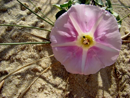 Desert Flower - flower, nature, desert, beach