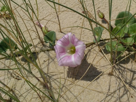 Beach Flower - beach, flower, ocean, nature