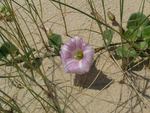 Beach Flower