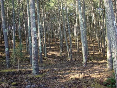 Forest of Trees - forest, field, trees, nature, sun