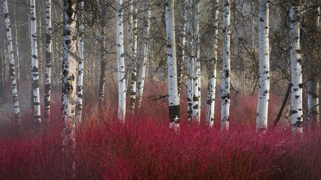 white pines in red carpet - white, red, forest, bushes