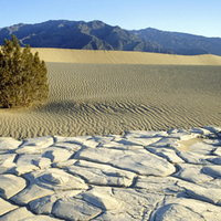 bush in dune