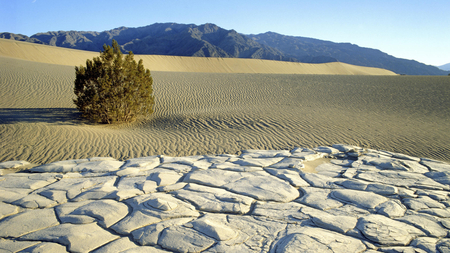 bush in dune - dry, dunes, bush, mountain