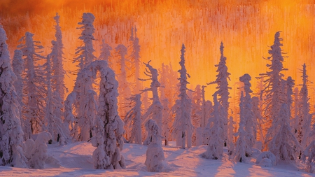 snowy trees on fire - hills, trees, snow, sunlight