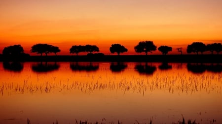 orange world - lake, orange, trees, shore