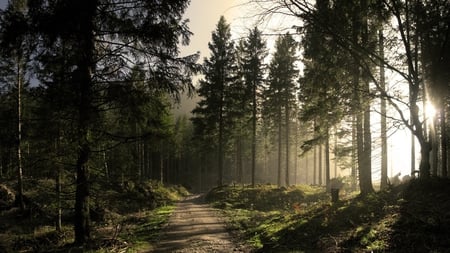 road thru the pines - forest, morning mist, road, sunlight