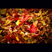 Autumn Leaves