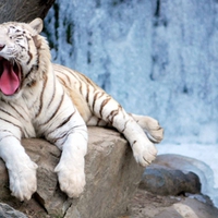 Tired Tiger