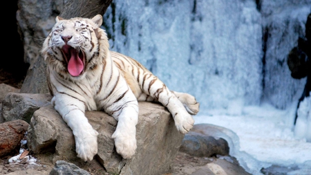 Tired Tiger