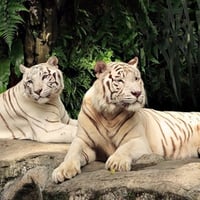 White Tigers