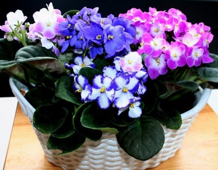 Cute and sweet - beauty, fresh, tender, basket, bouquet, lovely, spring, violet, purple, leaves, flowers, cute