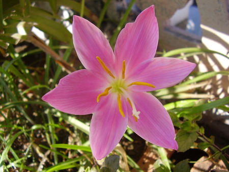 smile of a flower