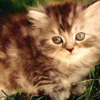 fluffy kitten