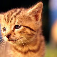 cute kitty