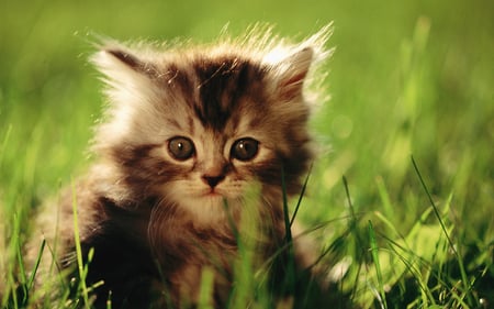 fluffy kitty in a grass