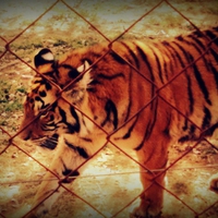 Caged Tiger