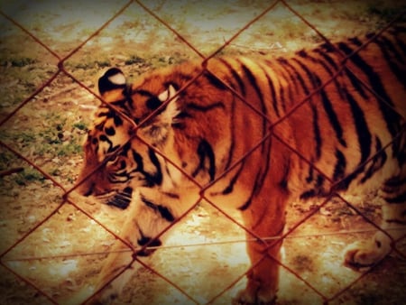 Caged Tiger - cage, pace, tiger, cat