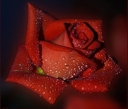 Wet Rose - wet, nice, rose, graceful