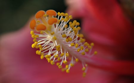 Macro - macro, hd, naturaleza, flor