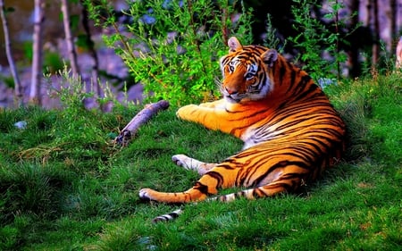 THE ROYAL LOOK - relaxing, siberian, tiger, wild, stripes