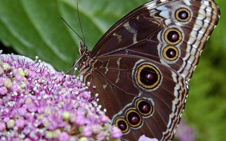 Mariposa - hd, mariposa, linda, flor