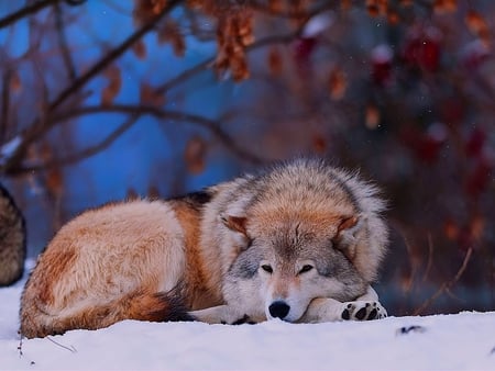 Wild Wolf - wolf, picture, beautiful, wild