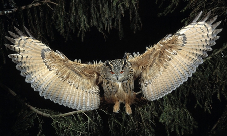 Wings Show - owl, picture, beautiful, wings, show