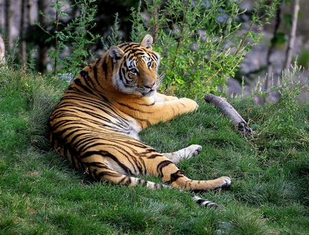 Wild Tiger - picture, tiger, wild, beautiful