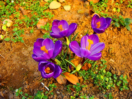 Spring flowers - nice, season, crocus, fresh, ground, lovely, spring, nature, pretty, warm, beautiful, refreshing, flowers, grass