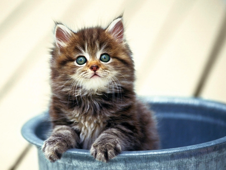 Cute_Cat - picture, cute, cat, beautiful