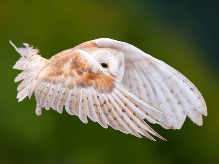 Flying Owl - owl, flying, picture, beautiful