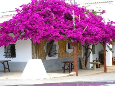 just violet - flowers, street, house, purple, violet