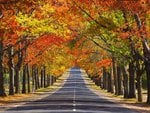 Memorial Avenue in Autumn, Australia