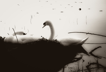 Peace - swan, black and white, nature, peaceful, birds