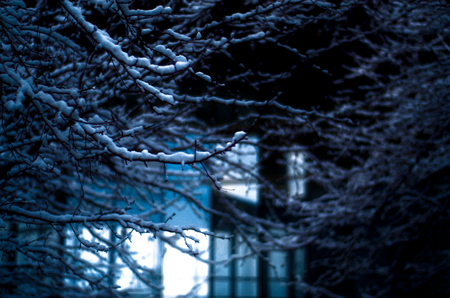 Chilled - branches, blue, cold, snow, chill, eerie